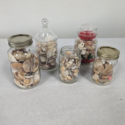 Assortment Of Sea Shells Choice 3