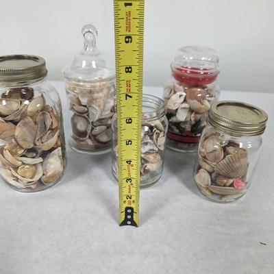 Assortment Of Sea Shells Choice 3