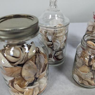 Assortment Of Sea Shells Choice 3