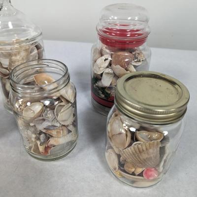 Assortment Of Sea Shells Choice 3