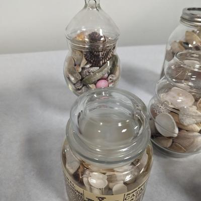 Assortment Of Sea Shells Choice 4