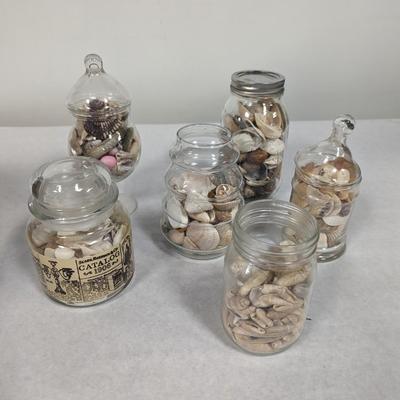 Assortment Of Sea Shells Choice 4
