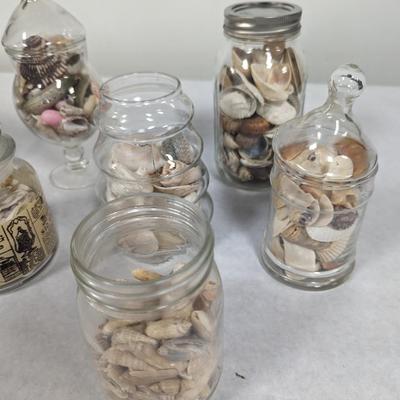 Assortment Of Sea Shells Choice 4