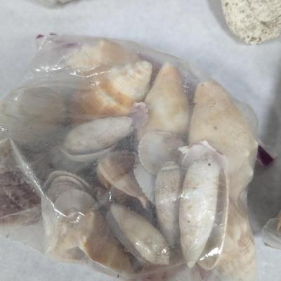 Assortment Of Shells