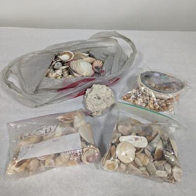 Assortment Of Shells