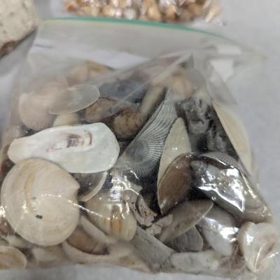 Assortment Of Shells