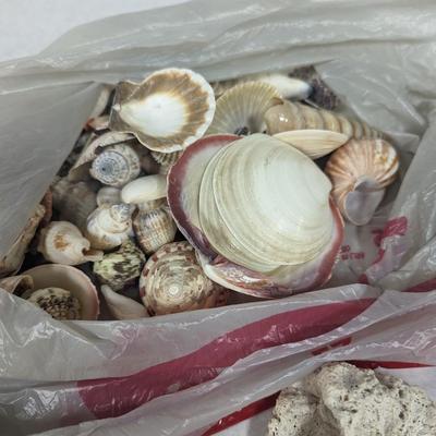 Assortment Of Shells