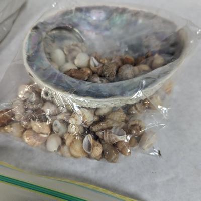 Assortment Of Shells