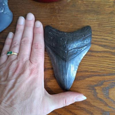 Megladon Tooth