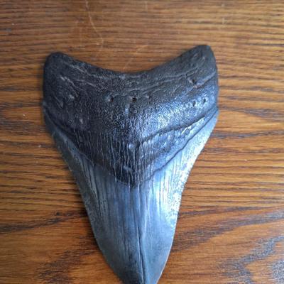 Megladon Tooth