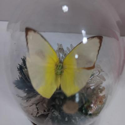 Vintage Taxidermy Butterfly in a cloche dome with Lillies on a tile and a pink decorative vase