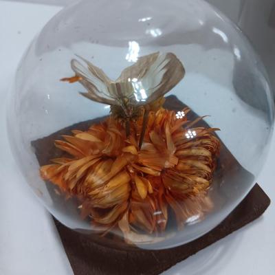 Vintage Taxidermy butterfly cloche dome with small ceramic plant pot and a blue decorative vase
