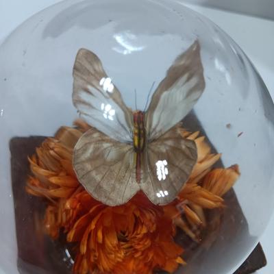 Vintage Taxidermy butterfly cloche dome with small ceramic plant pot and a blue decorative vase