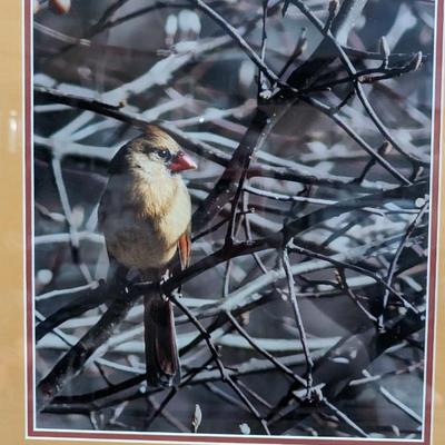 Jacqueline Jones Framed Photography Cardinal Art Wall Decor