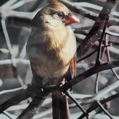 Jacqueline Jones Framed Photography Cardinal Art Wall Decor