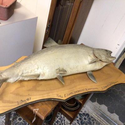 Mounted Fish From Lake Michigan