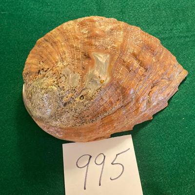 Beautiful Carved Catalina Island Shell