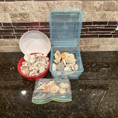 SEA SHELLS