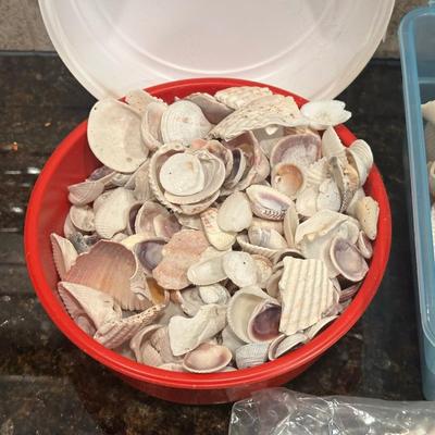 SEA SHELLS