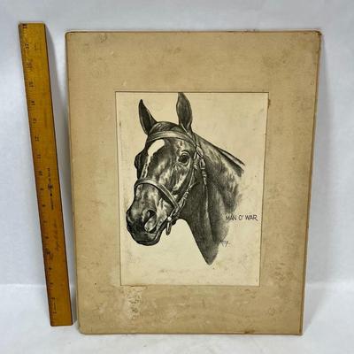 Man o War Horse Head drawing etching