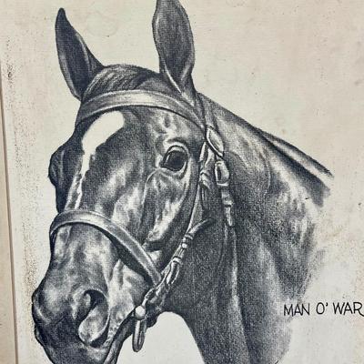 Man o War Horse Head drawing etching