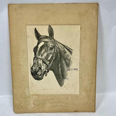 Man o War Horse Head drawing etching