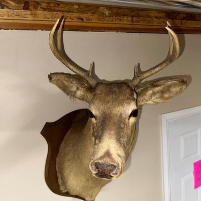 8 POINT MOUNTED DEER