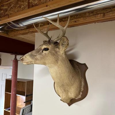 8 POINT MOUNTED DEER