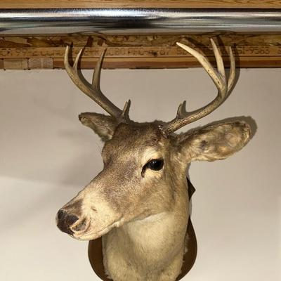 8 POINT MOUNTED DEER