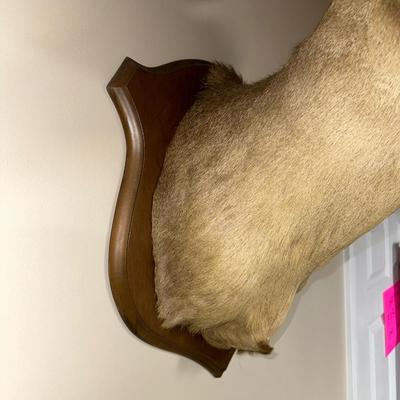 8 POINT MOUNTED DEER