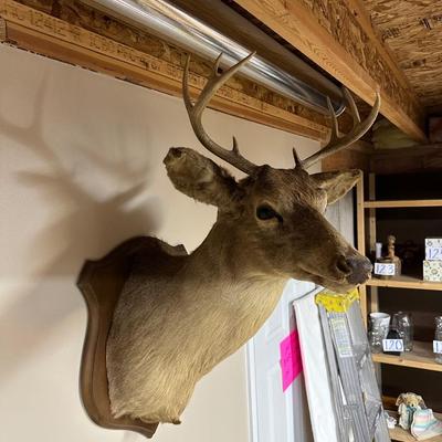 8 POINT MOUNTED DEER