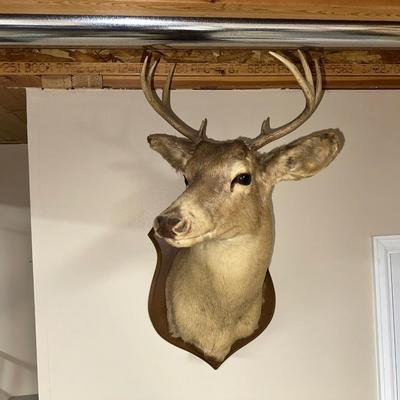 8 POINT MOUNTED DEER