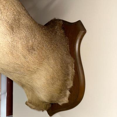 8 POINT MOUNTED DEER