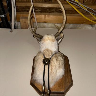 MOUNTED JACKALOPE WITH A BOLO TIE