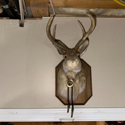 MOUNTED JACKALOPE WITH A BOLO TIE