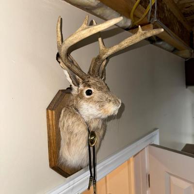 MOUNTED JACKALOPE WITH A BOLO TIE