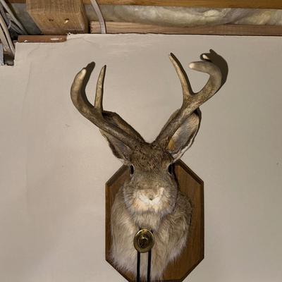 MOUNTED JACKALOPE WITH A BOLO TIE