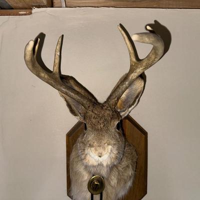 MOUNTED JACKALOPE WITH A BOLO TIE