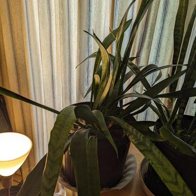 Live Snake Plant Choice 1