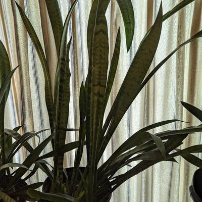 Live Snake Plant Choice 2