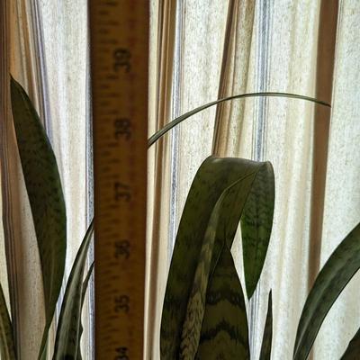 Live Snake Plant Choice 3