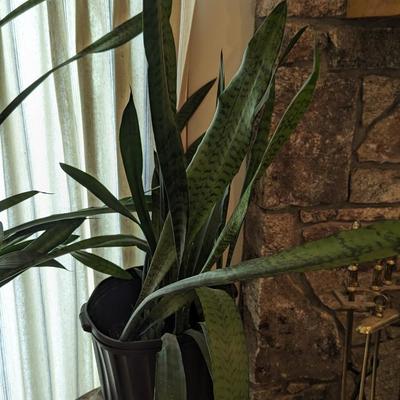 Live Snake Plant Choice 3