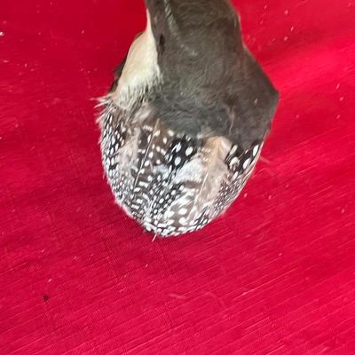 Variety of decorative birds, small painted handcuff birds Along with three larger birds with feathers and one owl, figuring that is really