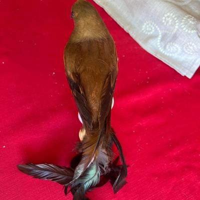 Variety of decorative birds, small painted handcuff birds Along with three larger birds with feathers and one owl, figuring that is really