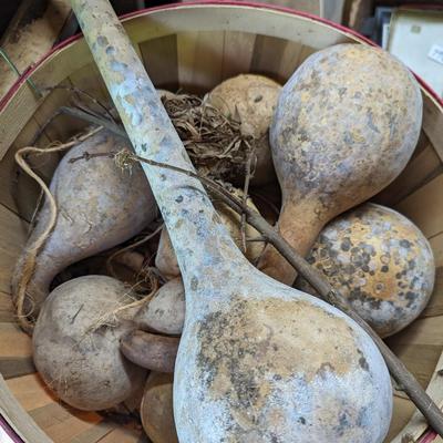 Assortment Of Gourds (B)