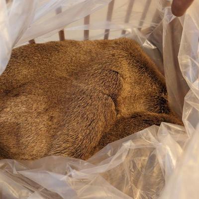 Deer or elk hide
