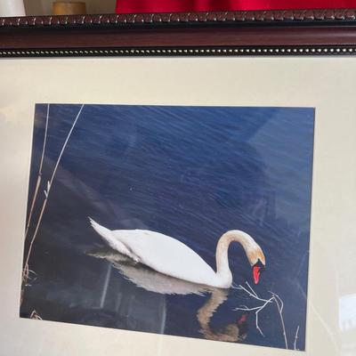 Beautiful geese pictures with detailed