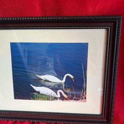 Beautiful geese pictures with detailed
