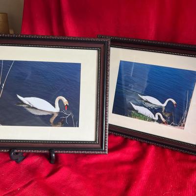 Beautiful geese pictures with detailed