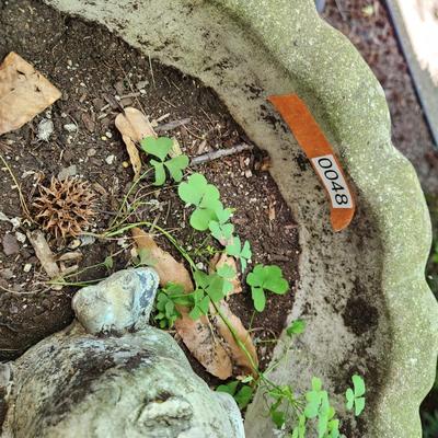Large Heavy Concrete Planter & Stand